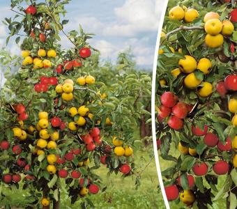 Jabłoń DUO Malinowa Oberlandzka + Koksa Pomarańczowa 