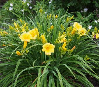 Liliowiec Stella de Oro