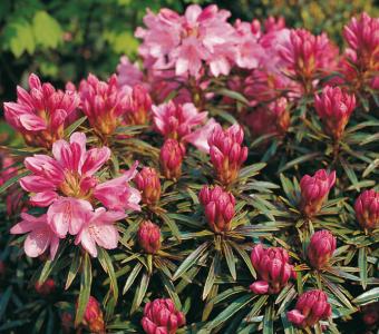 Rhododendron Graziella 26
