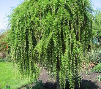 Modrzew europejski Pendula - Szczepiony 200cm