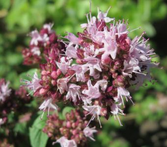 Oregano Lebiodka Pospolita