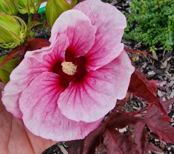  Hibiskus bagienny bylinowy Big Pansy 