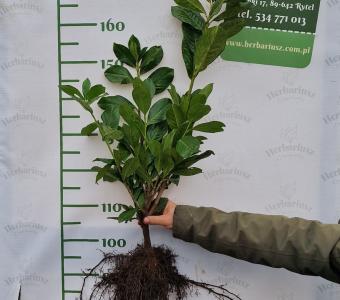 Laurowiśnia wschodnia Novita - Zimozielony żywopłot 26