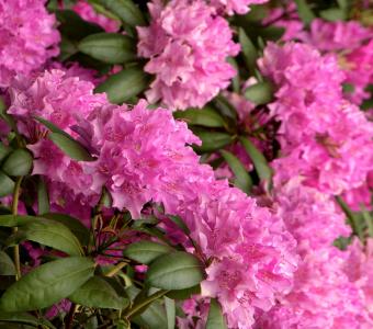 Rhododendron Roseum Elegans 26