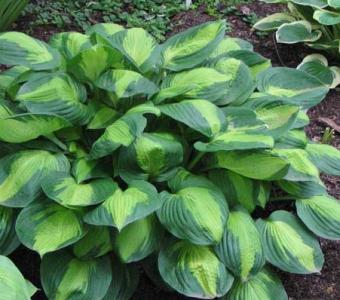 Hosta Funkia Captain Kirk 26