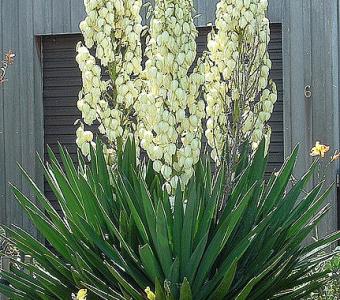 Juka Yucca karolińska 26