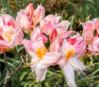 Azalia wielkokwiatowa Rhododendron Cannons Double