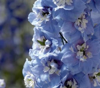 Ostróżka Magic Fontain Skay Blue 26