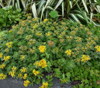 Rozchodnik Sedum kamczacki Variegatum