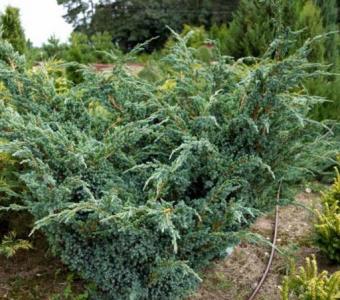 Jałowiec łuskowaty Meyeri
