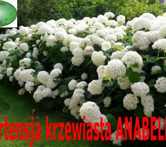Hortensja krzewiasta Annabelle 26