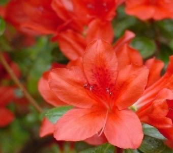 Azalia japońska Rhododendron Addy Wery