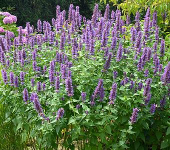 Kłosowiec anyżowy Agastache rugosa - Blue Boa 