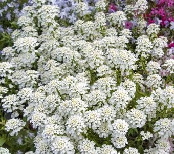 Ubiorek wieczniezielony Aleksander's White - Iberis sempervirens