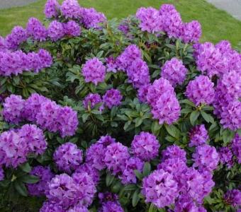  Rhododendron Różanecznik Anah Kruschke - Wysoki 26