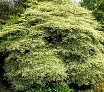 Dereń skrętolistny Argentea - Cornus alternifolia