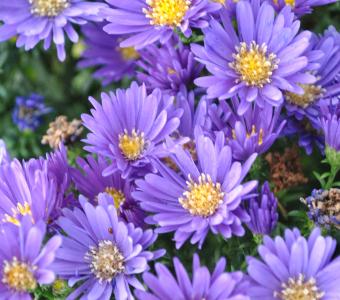  Aster krzaczasty Island Samoa