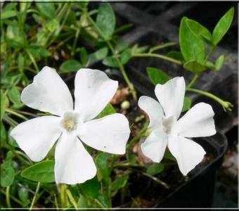 Barwinek Pospolity - Biały - Vinca Minor