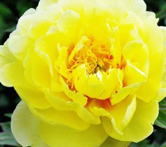 Piwonie ITOH Paeonia - żółte - Odmiany - grupa 4