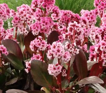 Bergenia Pink Dragonfly 