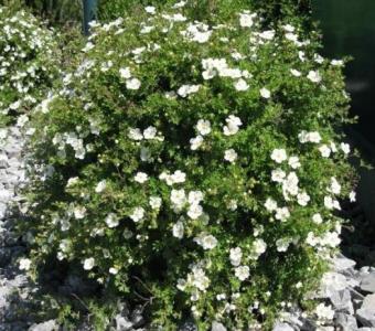 Pięciornik Snowbird Biały - Potentilla fruticosa