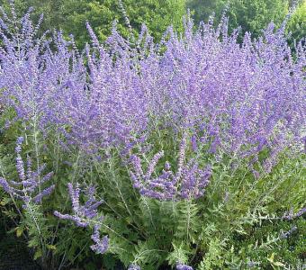 Perowskia łobodolistna Blue Spire - Perovskia atriplicifolia - Wysoka