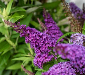 Budleja Davida Butterfly Candy Little Purple - Niska 26