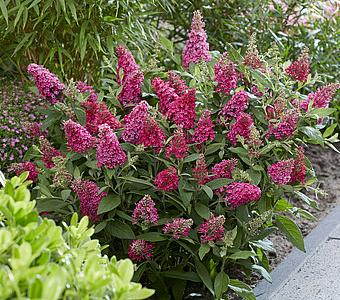 Budleja Davida Butterfly Candy Little Ruby - Niska 26