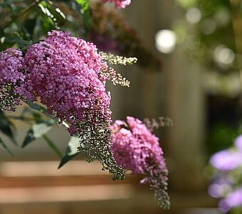 Budleja Dawida Pink Cascade - Wysoka 