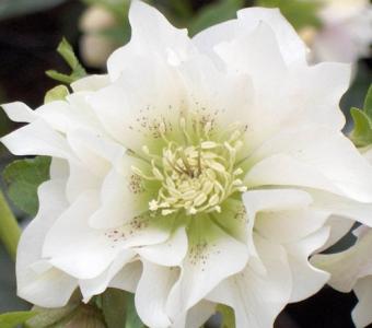  Ciemiernik wschodni Helleborus Double Ellen White - Biały pełny