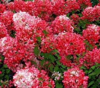 Hortensja bukietowa Diamant Rouge 