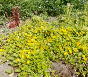 Tojeść rozesłana - Aurea -  Lysimachia nummularia
