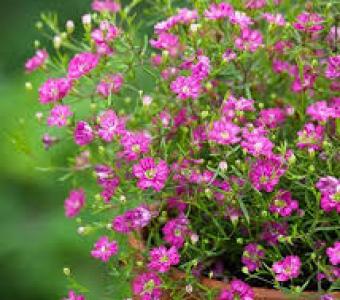  Gipsówka wiechowata Deep Rose 26