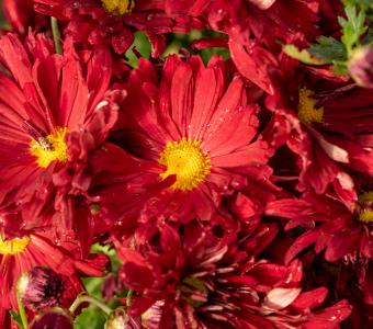 Chryzantema czerwonawa Złocień Duchess of Edinburgh - Chrysanthemum