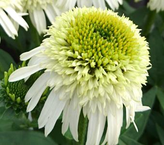Jeżówka Echinacea Delicious Nougat - Wysoka 26