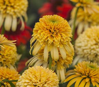 Jeżowka Echinacea Lemon Drop - Niska 26