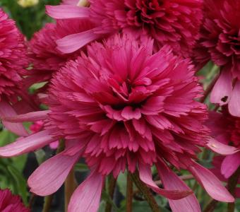 Jeżówka Echinacea Southern Belle 
