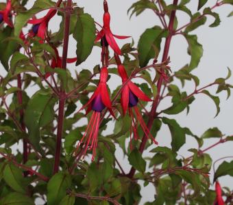 Fuksja magellańska Gracilis - Mrozoodporna - Fuchsia magellanica
