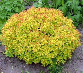 Tawuła japońska Goldmound - Spiraea japonica 