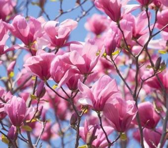 Magnolia Galaxy - Różowa Kolumnowa 26