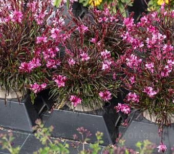 Gaura Graceful Pink 26
