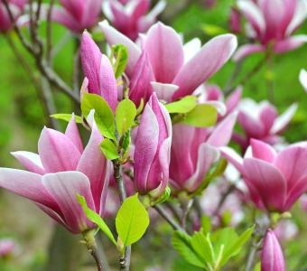 Magnolia George Henry Kern - Kolumnowa 26