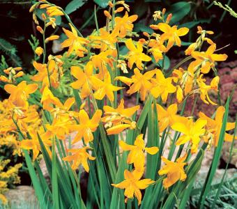 Krokosmia Cynobrówka Crocosmia George Davidson - Żółta