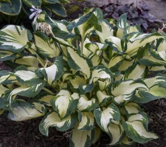 Hosta Funkia Hans