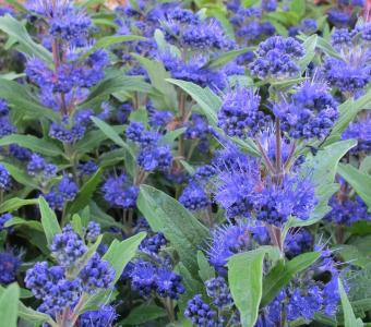 Barbula klondyńska Dark Knight - Caryopteris 