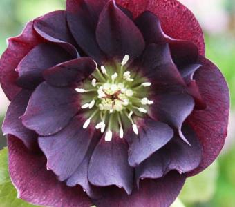  Ciemiernik wschodni Double Ellen Purple - Purpurowy pełny 26