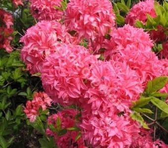 Azalia wielkokwiatowa Rhododendron Hombush 26