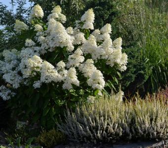Hortensja bukietowa Hydrangea Silver Dollar 26
