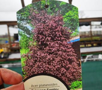 Klon pospolity Crimson Sentry - Szczepiony u dołu 200cm 