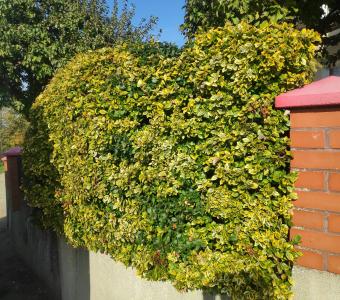 Trzmielina Fortune'a Emerald Gold - Euonymus fortunei